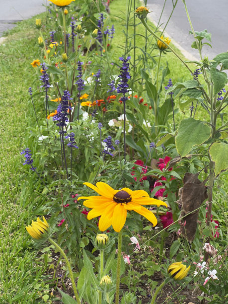 路边的花图片下载