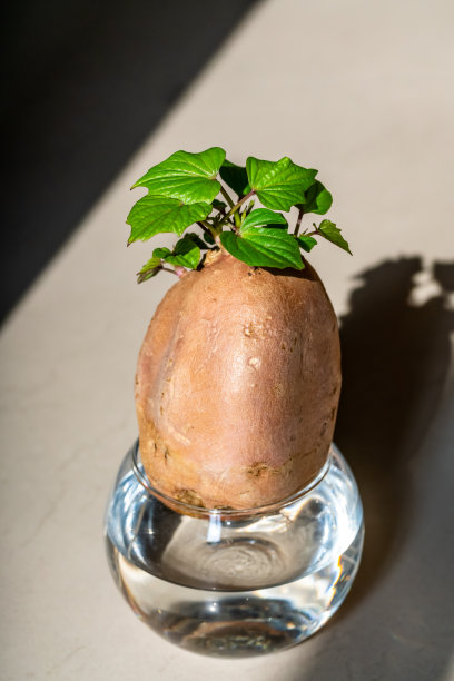 红薯芽图片下载