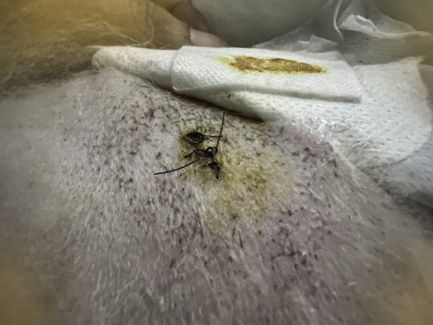 狗皮肤上的手术伤口，图片下载