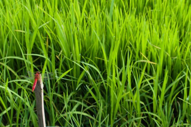 红蜻蜓是印度尼西亚最大的栖息地图片下载