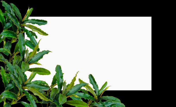 水生植物，叶，叶，黄，绿，波浪状，排列在白色和黑色的框架背景上。图片下载