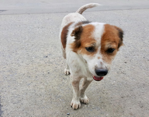 一张狗站在人行道上伸开舌头的照片，有一只狗站在人行道上伸开舌头。图片下载