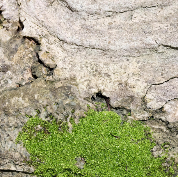 岩壁上长着一棵苔藓的照片，山上的岩石上长着一棵苔藓。图片下载