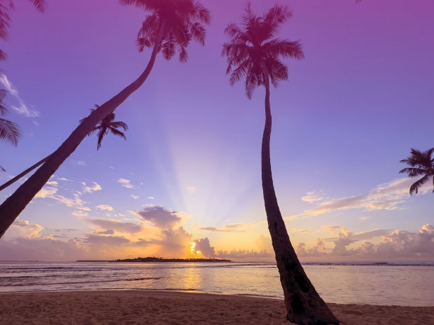 夏日热带，以五彩缤纷的主题作为海滩背景上的棕榈树图片下载