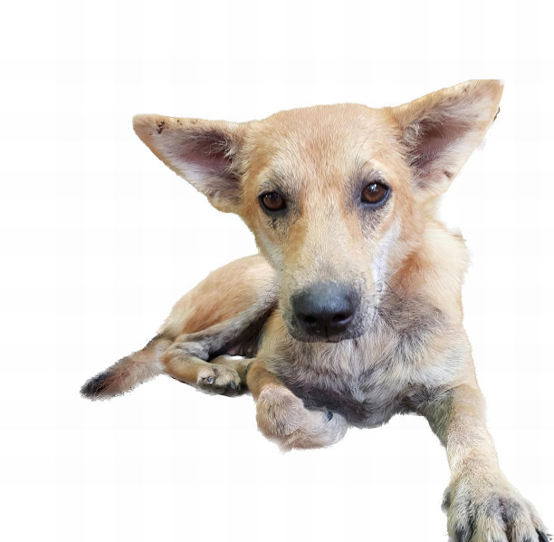 一张狗躺在白色表面上的照片，有一只狗躺在地上。图片下载