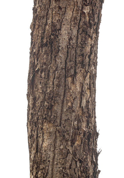 在白色背景上孤立的树干图片下载