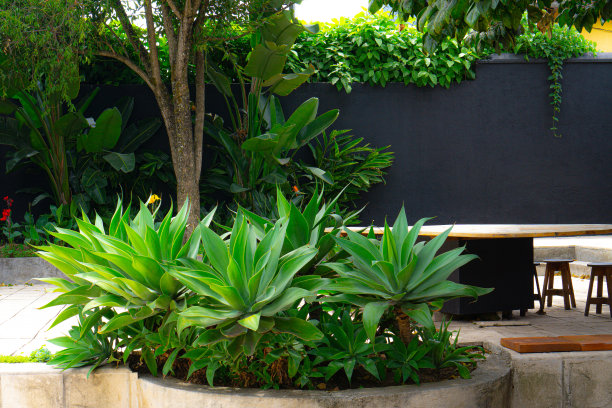 在座位周围种植龙舌兰绿色植物作为装饰图片下载