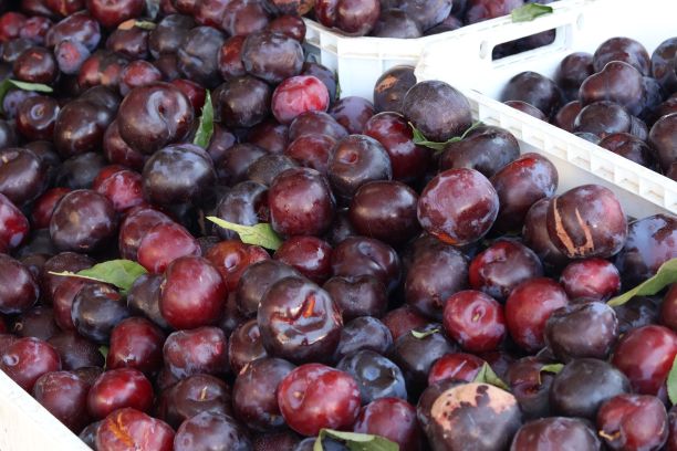 许多紫李子装在塑料容器里，用来展示和陈列图片下载