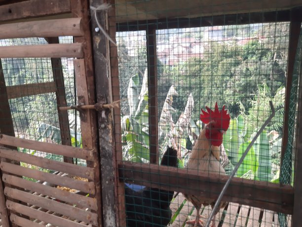 把小鸡凯特放在房子后面。图片下载