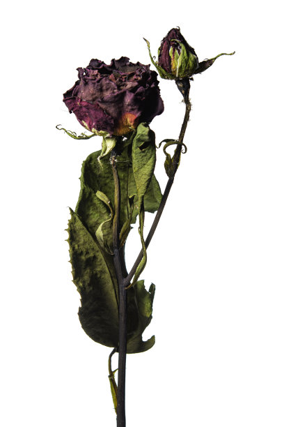 白色背景上的玫瑰图片下载