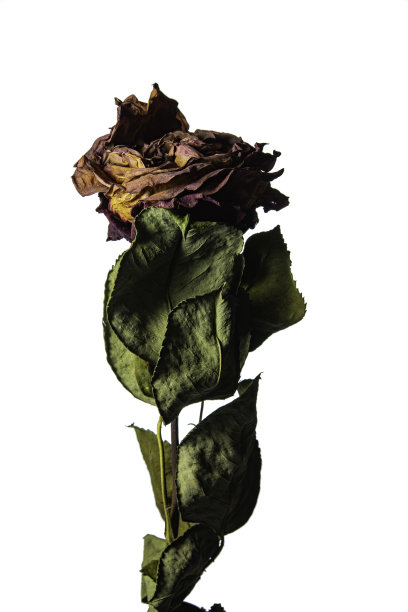 白色背景上的玫瑰图片下载