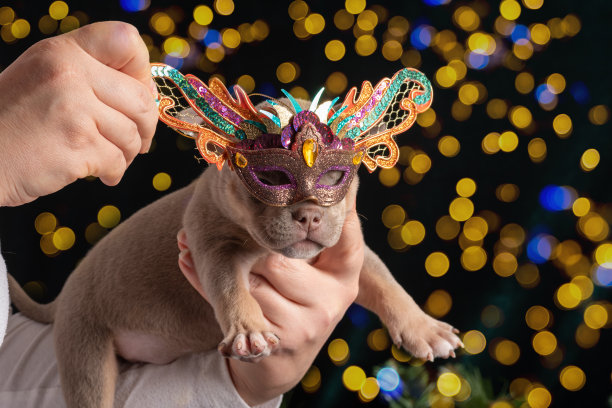 可爱的小狗戴着狂欢节的新年面具。宠物嘉年华。祝家人圣诞快乐，新年快乐图片下载