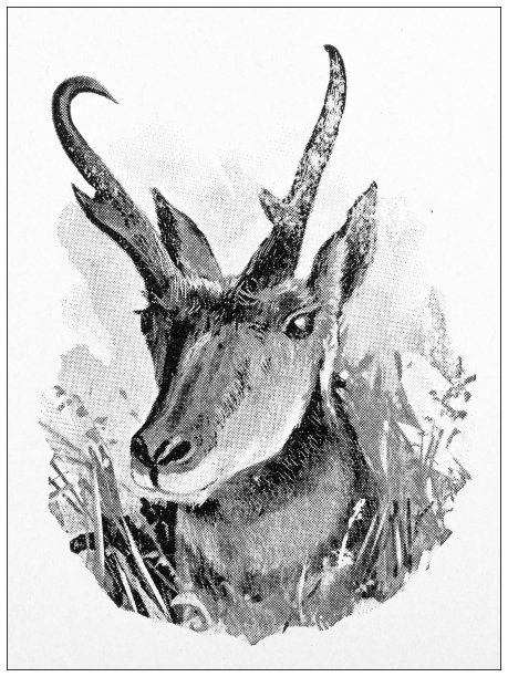 黄石公园的古董旅行照片:叉角羚图片下载