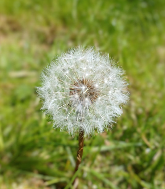 蒲公英图片下载