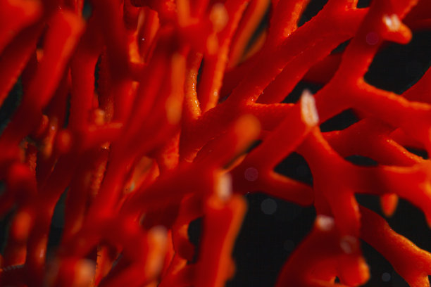海洋生物橙色珊瑚从潜水员的角度来看图片下载