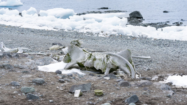 南极洲的石滩上躺着鲸骨。图片下载