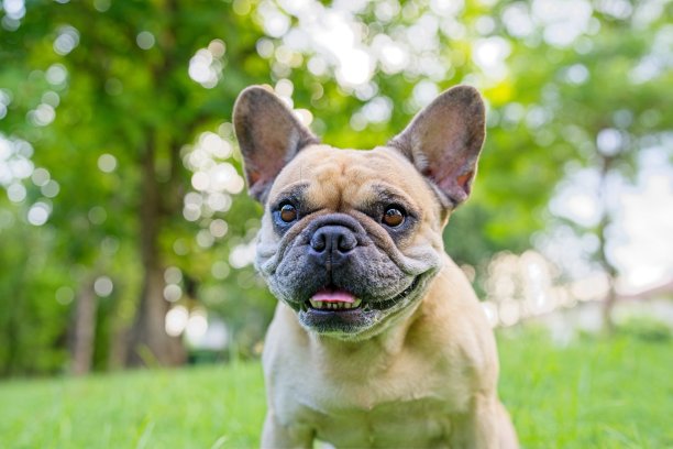 可爱的法国斗牛犬坐在球场上。图片下载