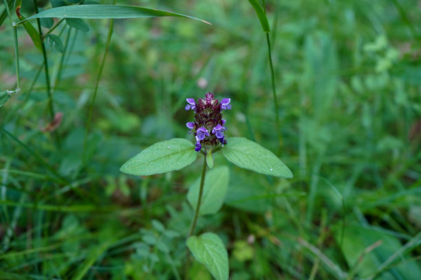 兰花的近照- Prunella Vulgaris图片下载