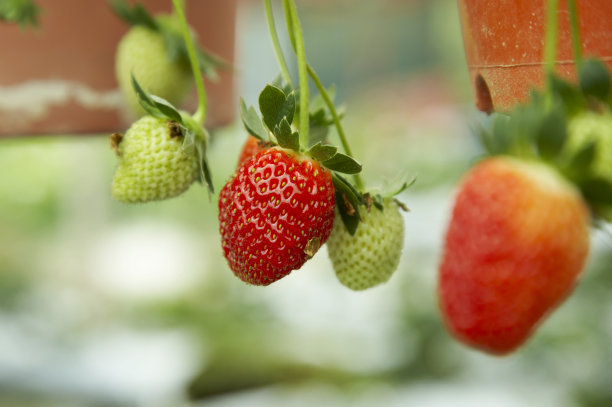 新鲜的有机草莓植株图片下载