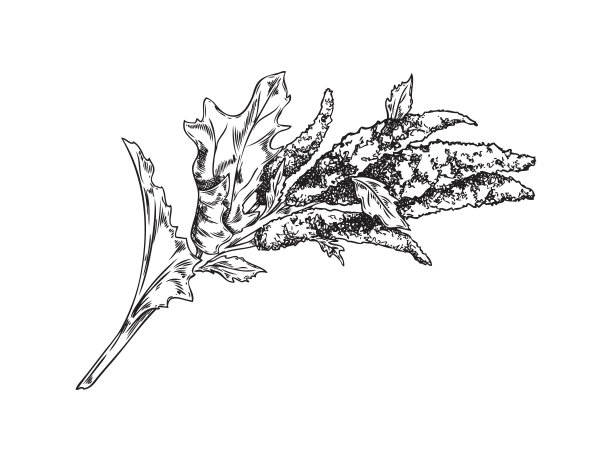 手绘单色藜麦素描风格，矢量插图图片下载