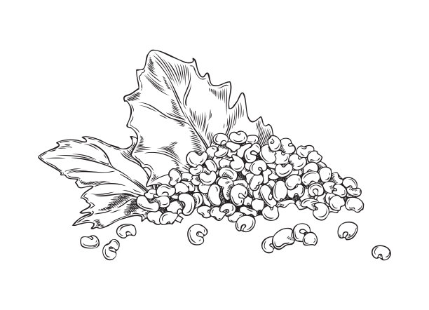 概述藜麦叶和堆生种子，谷物，农业纯素蛋白食品手绘矢量插图图片下载