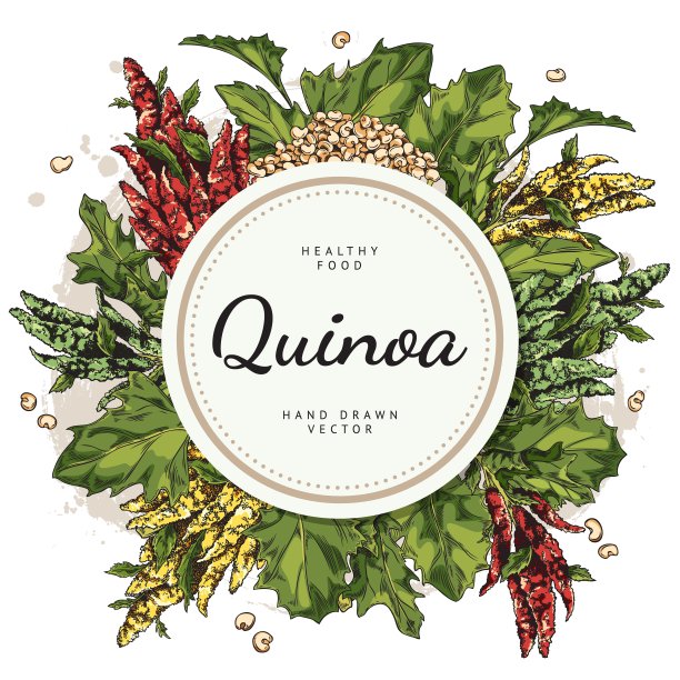 藜麦植物横幅文字在圆形框架，素描矢量插图孤立在白色背景。手绘的藜麦枝叶和种子。食品标签绘图。图片下载