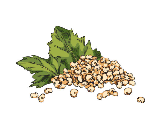 藜麦种子和绿叶，手绘素描矢量插图隔离在白色背景。健康有机食品，复古雕刻质感。藜麦植物绘图。图片下载
