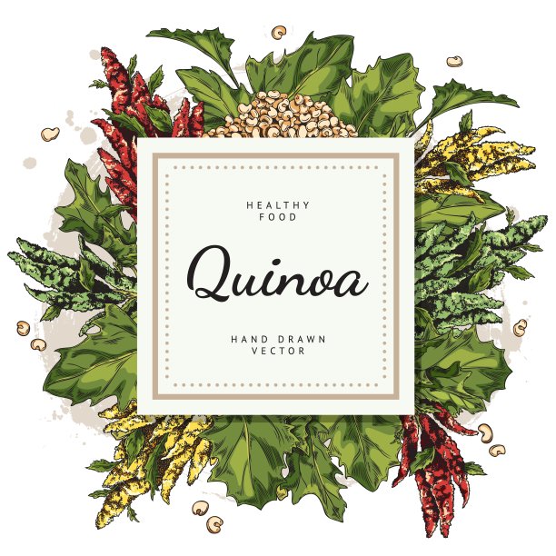 方形装饰框架手绘彩色藜麦叶和种子素描风格图片下载