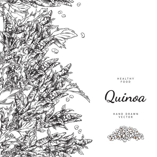 雕刻藜麦成熟的枝与花，叶和堆原种子，谷物手绘矢量海报设计模板图片下载