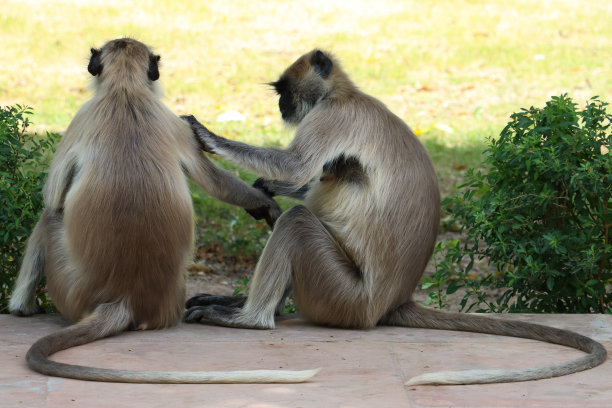 在公园里，两只野生灰叶猴坐在铺就的人行道上，尾巴在身后伸展，梳洗，特写镜头，聚焦于前景图片下载