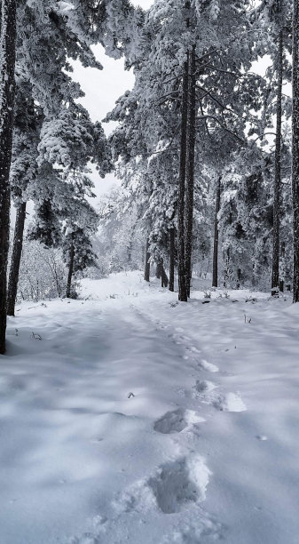 雪壁纸图片下载