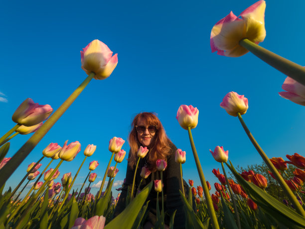 日落时分，一位妇女在田野里美丽的郁金香旁拍照。图片下载