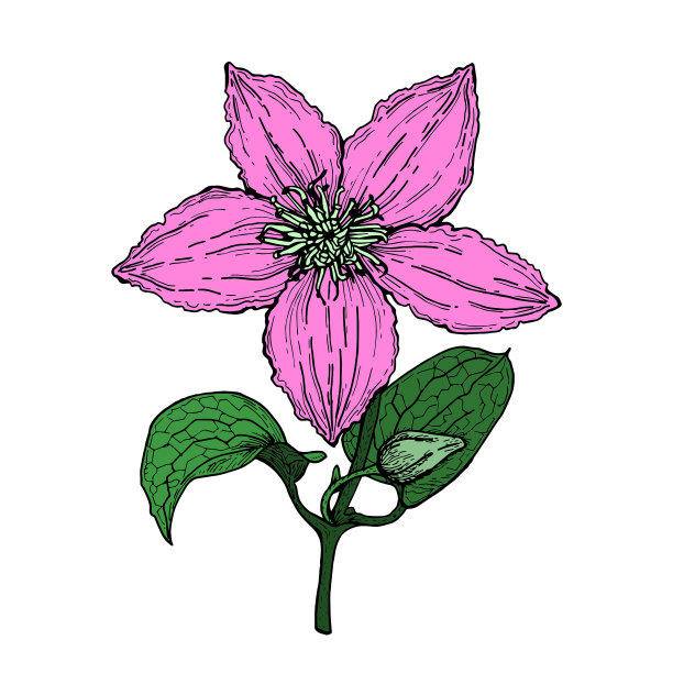 铁线莲花，彩色隔离插画，大型，用于装饰，用于印刷，用于餐具，办公等东西。图片下载