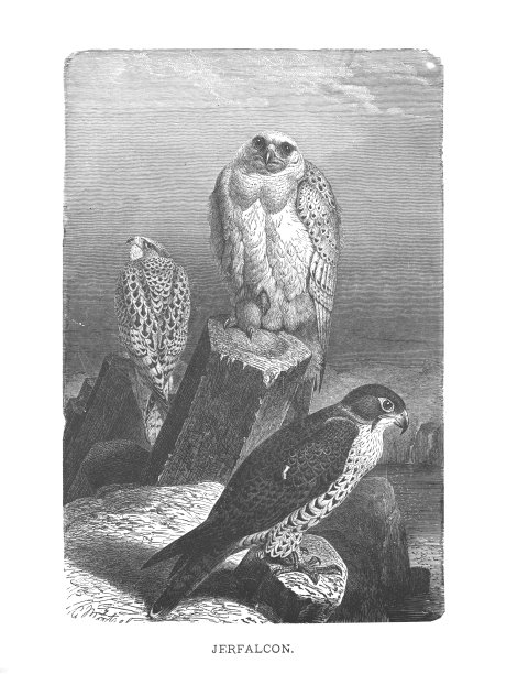 Gyrfalcons，一个复古的古董雕刻插图图片下载