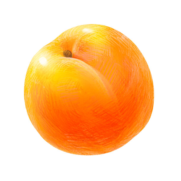 手绘水果插图杏图片下载