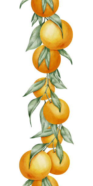 橙色无缝垂直边框。手绘水彩柑橘柑橘图案在白色孤立的背景框架或横幅插图。热带柑橘果，有绿叶作标签图片下载