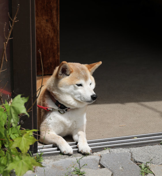 日本门口的狗在看图片下载