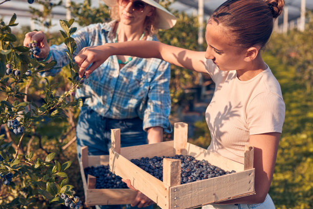 母亲和女儿在家庭有机农场采摘蓝莓。图片下载