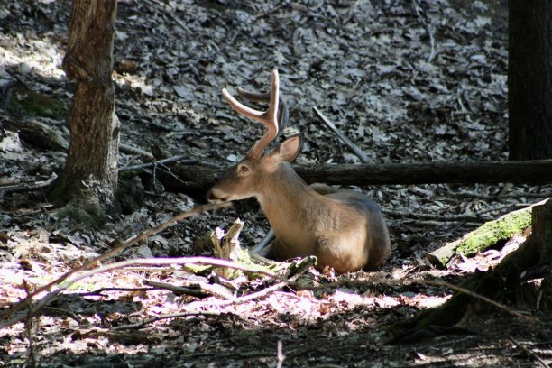 野生巴克图片下载
