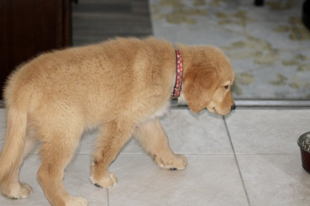 金毛猎犬图片下载