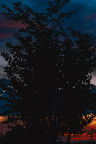 戏剧性的橙色云在天空日落期间-云在天空的背景-剪影的树在前景图片下载