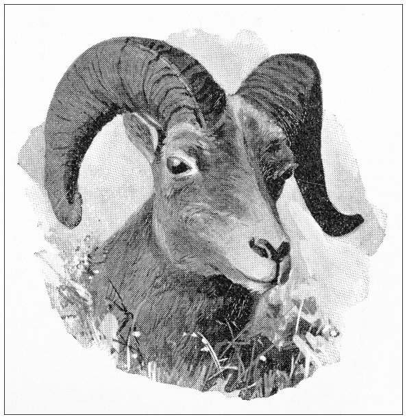 黄石公园古老的旅行照片:山羊图片下载