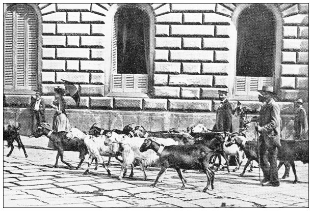 那不勒斯和坎帕尼亚的古董旅行照片:山羊图片下载