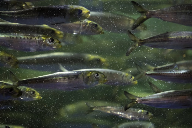 一大群沙丁鱼图片下载