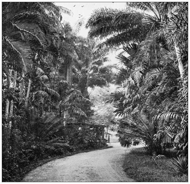 斯里兰卡古玩旅行照片:花园入口，康提图片下载