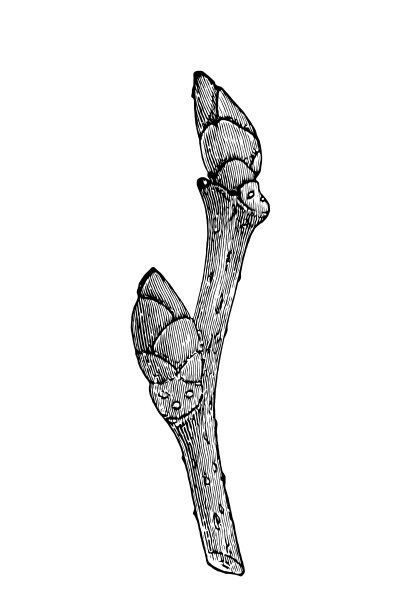 榆，各种各样的被称为欧洲白榆树，飘扬的榆树，蔓延的榆树，庄严的榆树，在美国，俄罗斯榆树图片下载