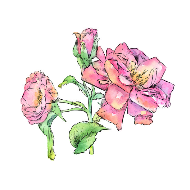 微型玫瑰墨水和水彩插图。向量EPS10插图图片下载