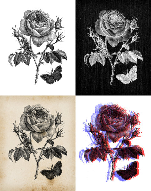 古董植物学插图:玫瑰图片下载
