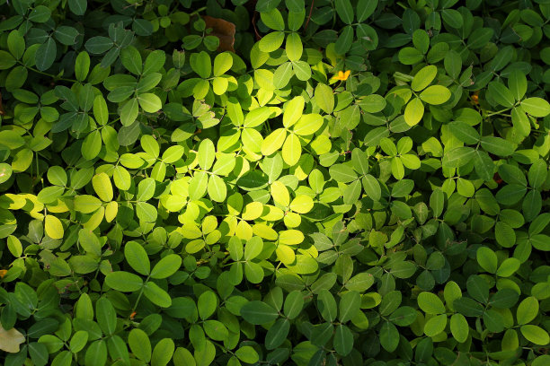 花生植物图片下载