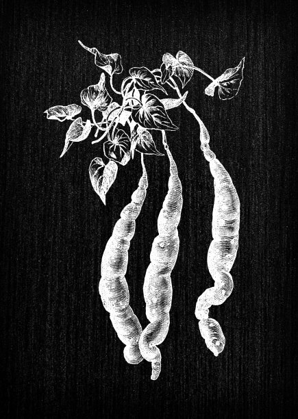 植物学蔬菜植物仿古雕刻插图:红薯紫色图片下载